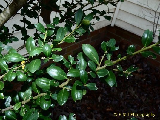 {Ilex crenata}